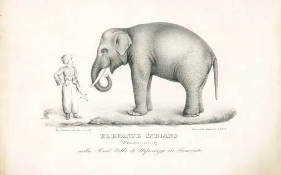 Incisione ottocentesca dell'elefante Fritz nella Reale Villa di Stupinigi