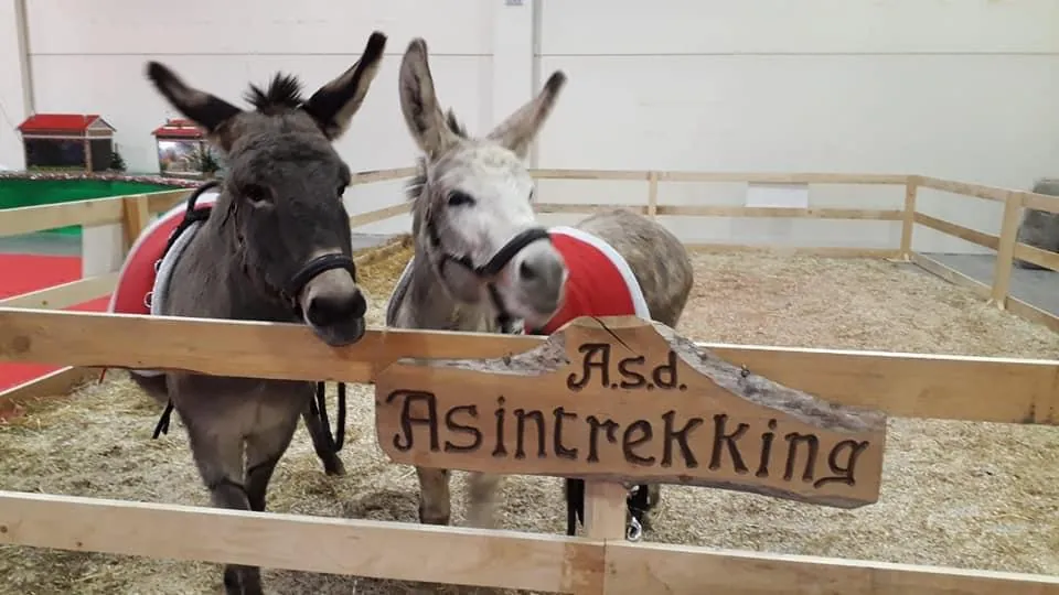 Divertirsi educativamente con gli asini e cavalli nani